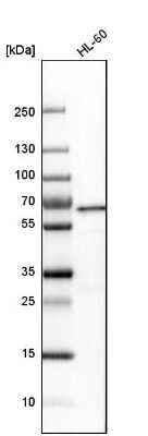 Western Blot: YY1 Antibody [NBP1-85260]