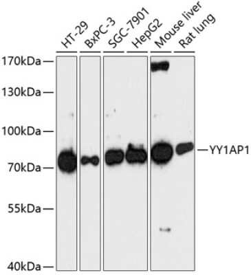 Western Blot: YY1AP1 AntibodyAzide and BSA Free [NBP2-94366]