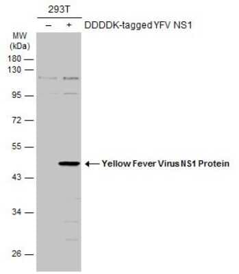 Western Blot: Yellow Fever Virus NS1 Antibody [NBP3-13336]