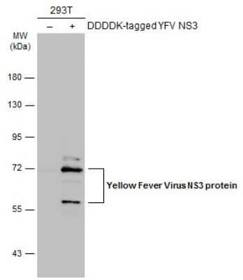 Western Blot: Yellow Fever Virus NS3 Antibody [NBP3-13322]