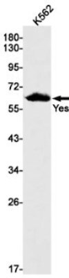 Western Blot: Yes Antibody (S07-8B3) [NBP3-19980]