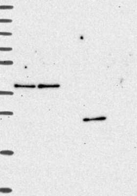 Western Blot: ZA20D3 Antibody [NBP3-17456]