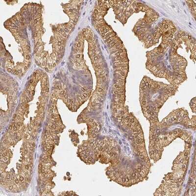 Immunohistochemistry-Paraffin: ZAG Antibody [NBP1-86842]
