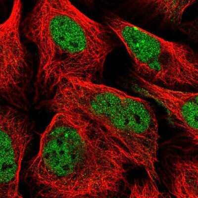 Immunocytochemistry/ Immunofluorescence: ZBED4 Antibody [NBP2-13531]