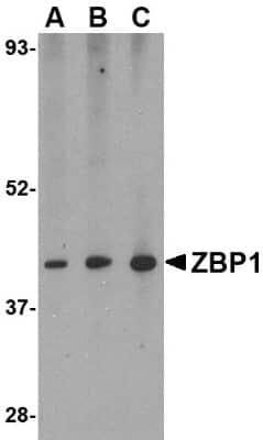 Western Blot: ZBP1/DLM-1/DAI AntibodyBSA Free [NBP1-76854]
