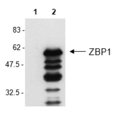 Western Blot: ZBP1/DLM-1/DAI Antibody (Zippy-1)BSA Free [NBP2-80056]