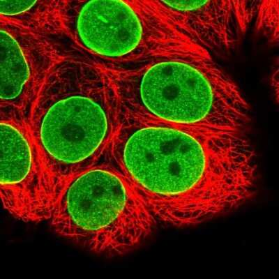 Immunocytochemistry/ Immunofluorescence: ZBTB1 Antibody [NBP2-31022]