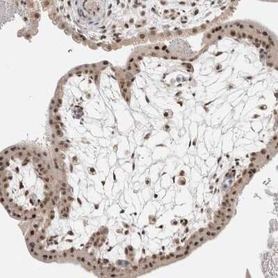 Immunohistochemistry-Paraffin: ZBTB2 Antibody [NBP1-88787]