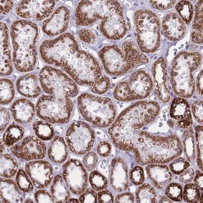 Immunohistochemistry-Paraffin: ZBTB24 Antibody [NBP2-33856]