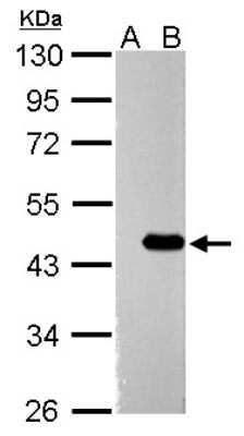 Western Blot: ZBTB24 Antibody [NBP2-15165]