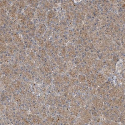 Immunohistochemistry-Paraffin: ZBTB3 Antibody [NBP1-82079]