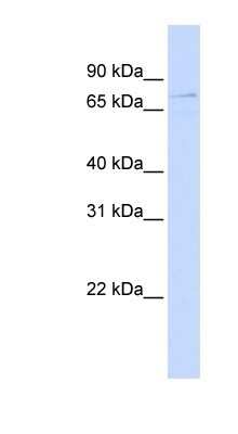 Western Blot: ZBTB3 Antibody [NBP1-80368]