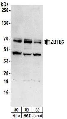 Western Blot: ZBTB3 Antibody [NBP2-32140]
