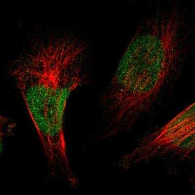 Immunocytochemistry/ Immunofluorescence: ZBTB38 Antibody [NBP1-84471]