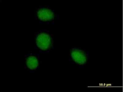 Immunocytochemistry/ Immunofluorescence: ZBTB6 Antibody [H00010773-B01P]