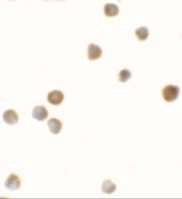Immunocytochemistry/ Immunofluorescence: ZBTB6 Antibody - BSA Free [NBP1-76519]