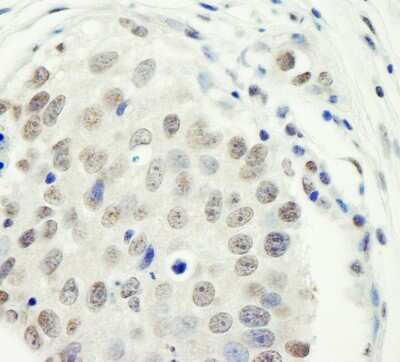 Immunohistochemistry: ZC3H11A Antibody [NB100-74651]