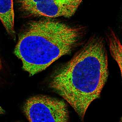 Immunocytochemistry/ Immunofluorescence: ZC3H15 Antibody [NBP1-81312]