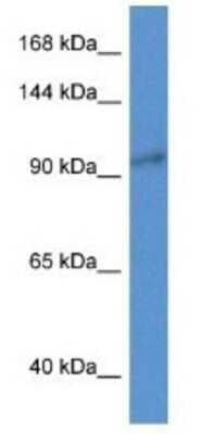 Western Blot: ZC3H3 Antibody [NBP1-74066]