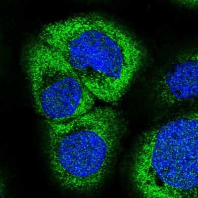 Immunocytochemistry/ Immunofluorescence: ZC3H7A Antibody [NBP1-82187]