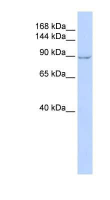 Western Blot: ZC3H7A Antibody [NBP1-79987]