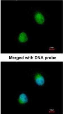 Immunocytochemistry/ Immunofluorescence: ZC3H8 Antibody [NBP1-32522]