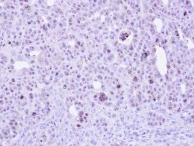 Immunohistochemistry-Paraffin: ZC3H8 Antibody [NBP1-32522]