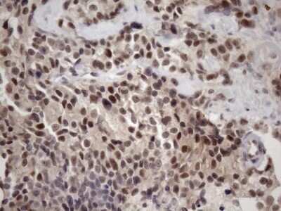 Immunohistochemistry: ZC3H8 Antibody (OTI4H5) - Azide and BSA Free [NBP2-74908]