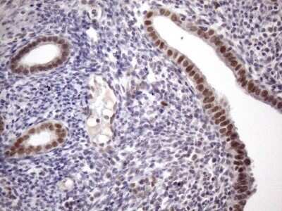 Immunohistochemistry: ZC3H8 Antibody (OTI4H5) - Azide and BSA Free [NBP2-74908]