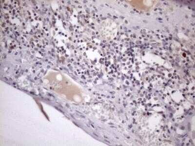 Immunohistochemistry: ZC3H8 Antibody (OTI4H5) - Azide and BSA Free [NBP2-74908]
