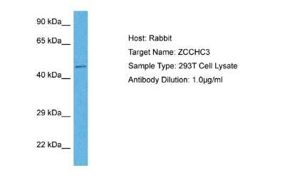 Western Blot: ZCCHC3 Antibody [NBP2-86900]