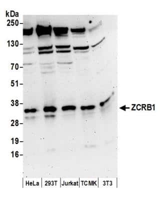 Western Blot: ZCRB1 Antibody [NBP2-37757]