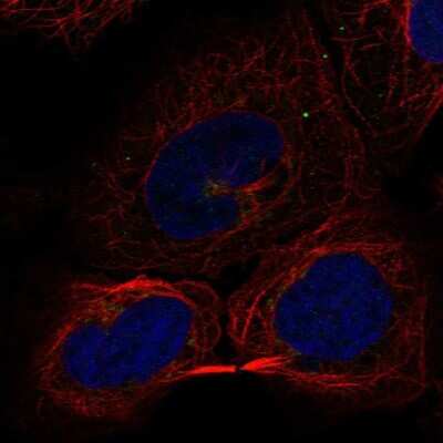 Immunocytochemistry/ Immunofluorescence: ZDHHC17 Antibody [NBP1-81748]