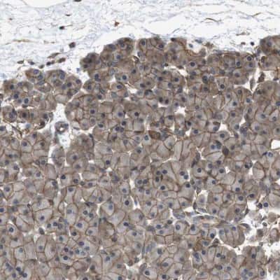 Immunohistochemistry-Paraffin: ZDHHC5 Antibody [NBP1-81376]