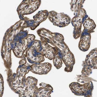 Immunohistochemistry-Paraffin: ZDHHC5 Antibody [NBP1-81376]