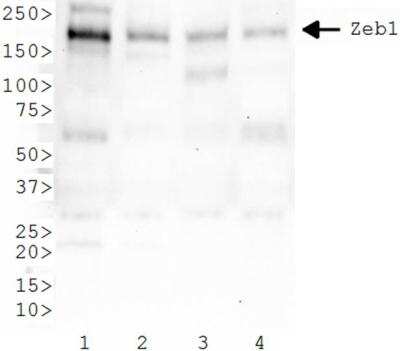 Western Blot: ZEB1 AntibodyBSA Free [NBP2-13159]