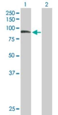 Western Blot: ZER1 Antibody [H00010444-B01P]