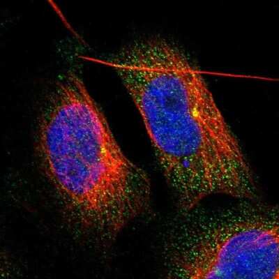 Immunocytochemistry/ Immunofluorescence: ZFAND1 Antibody [NBP1-82242]