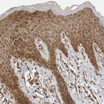Immunohistochemistry-Paraffin: ZFAND1 Antibody [NBP1-82242]
