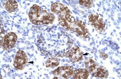 Immunohistochemistry-Paraffin: ZFHX2 Antibody [NBP1-79998]