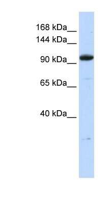 Western Blot: ZFP112 Antibody [NBP1-80325]