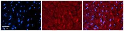 Immunohistochemistry-Paraffin: ZFP36L1 Antibody [NBP2-86906]