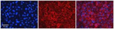 Immunohistochemistry-Paraffin: ZFP36L1 Antibody [NBP2-86906]