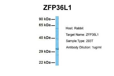 Western Blot: ZFP36L1 Antibody [NBP2-86903]