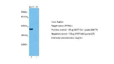 Western Blot: ZFP36L1 Antibody [NBP2-86903]