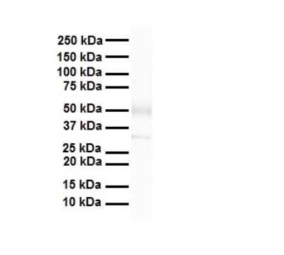 Western Blot: ZFP36L1 Antibody [NBP2-86907]