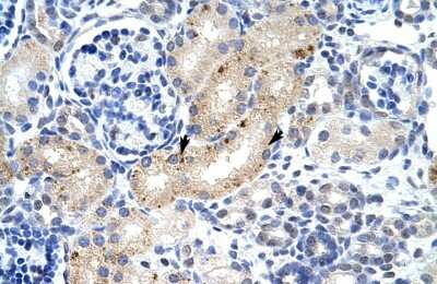 Immunohistochemistry-Paraffin: ZFP57 Antibody [NBP1-91550]