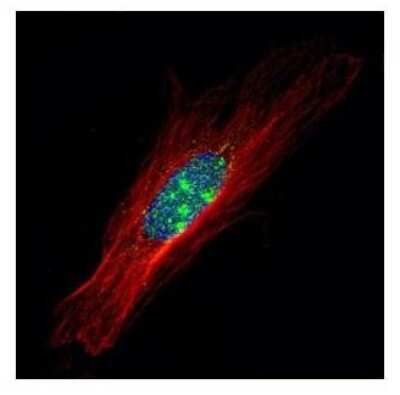 Immunocytochemistry/ Immunofluorescence: ZFP64 Antibody [NBP2-20945]