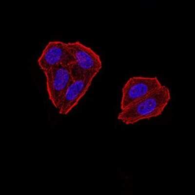 Immunocytochemistry/ Immunofluorescence: ZFP91 Antibody (7G11H2) - BSA Free [NBP2-61854]