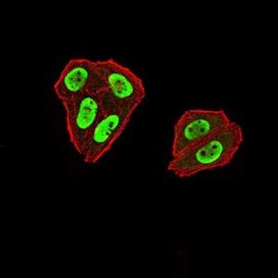 Immunocytochemistry/ Immunofluorescence: ZFP91 Antibody (7G11H2) - BSA Free [NBP2-61854]